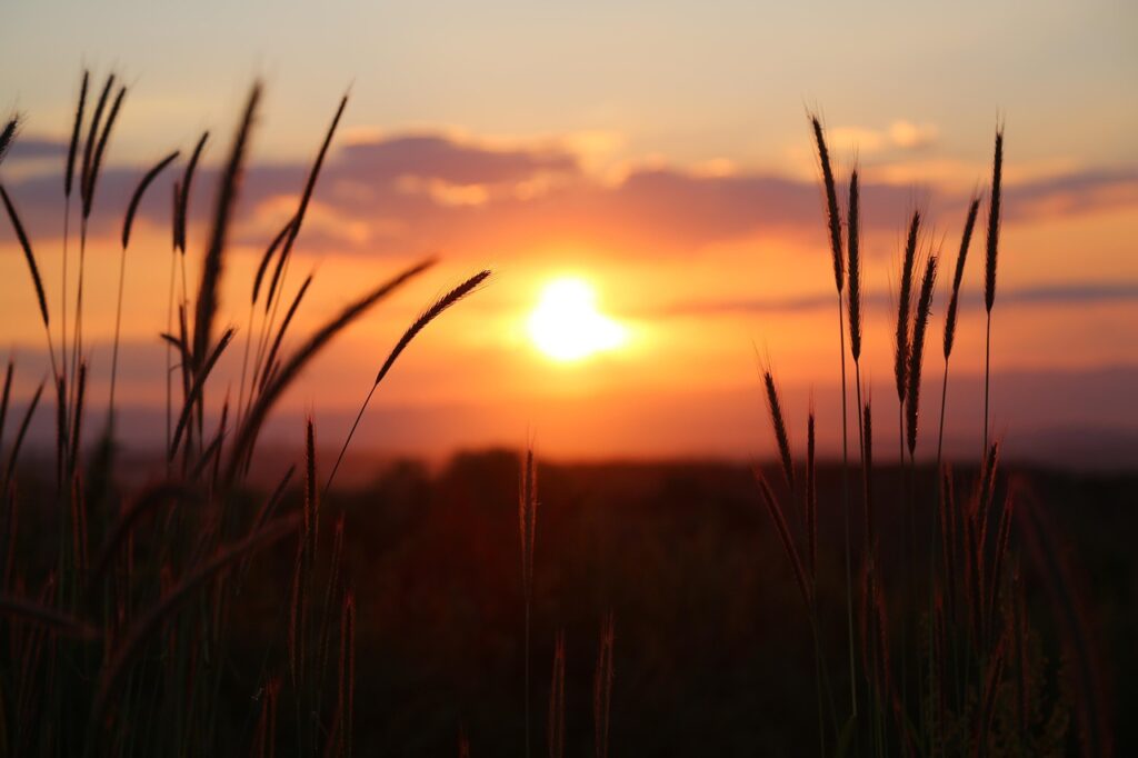 sunset, nature, meadow, field, landscape, twilight, dusk, sunset, sunset, sunset, sunset, sunset, field-3416768.jpg